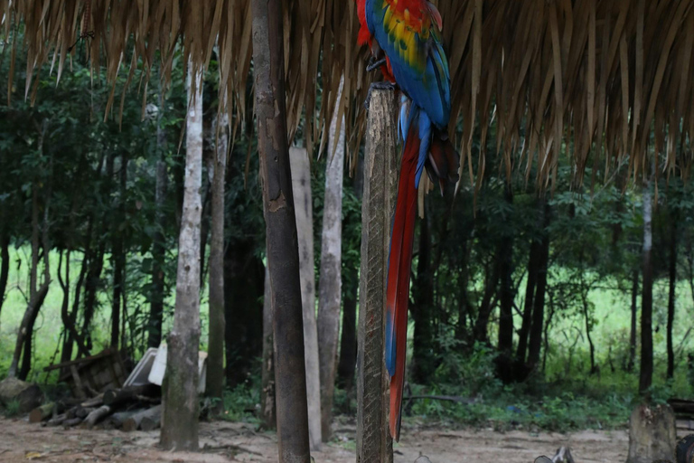 Manaus: 4-Day Amazon Jungle Trip with Alligator Spotting