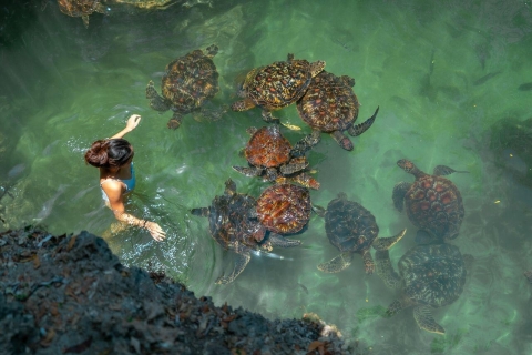 Nadar y alimentar tortugas en acuario, zanzíbarNadar $Alimentar tortugas en acuario, Zanzíbar