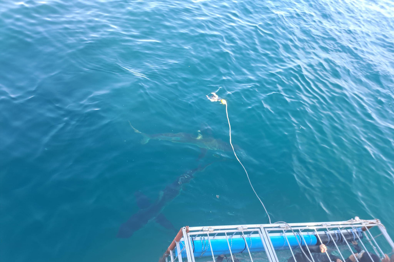 Ciudad del Cabo: Buceo en jaula de tiburones con comida y bebida