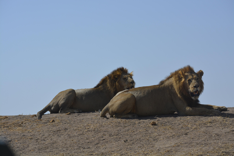 Vanuit Arusha/Karatu: Dagtrip Ngorongoro Krater met Lunch