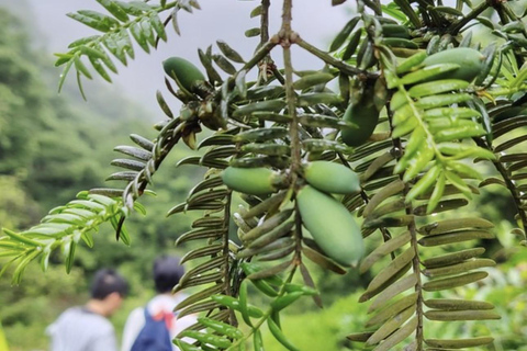 Shanghai: Zoumagang Hike Through Ancient Torreya Forest private tour option