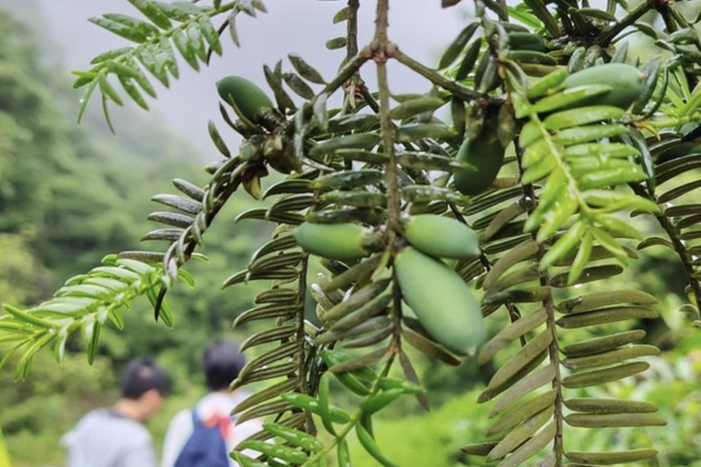 Shanghai: Zoumagang Hike Through Ancient Torreya Forest private tour option
