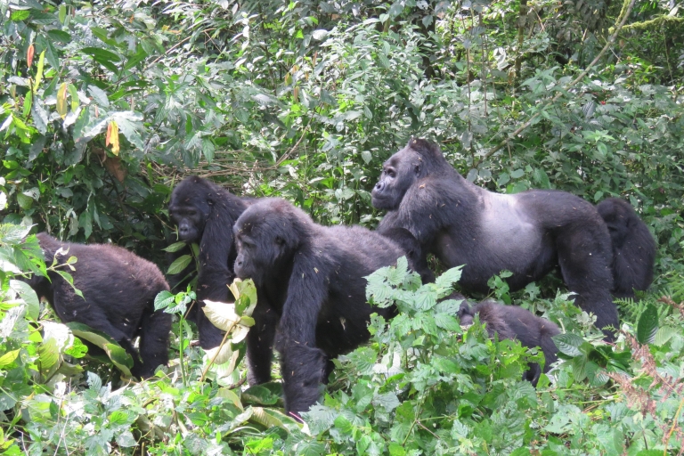 Kigali naar Bwindi: 2 dagen Oegandese gorillatrektochtMagische 2-daagse Oegandese Gorilla Trek vanuit Kigali