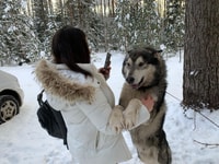 De Riga, de Husky Sledding ou de Wheel Cart Tour - Hizvo