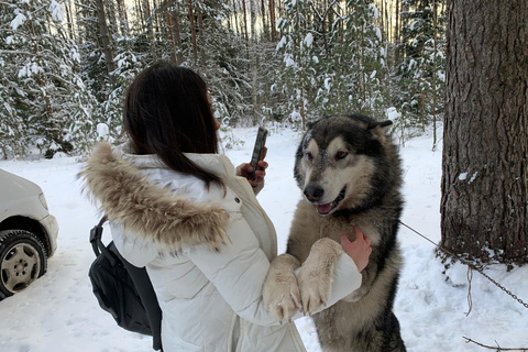 De Riga: Passeio de trenó puxado por husky ou de carrinho de mão