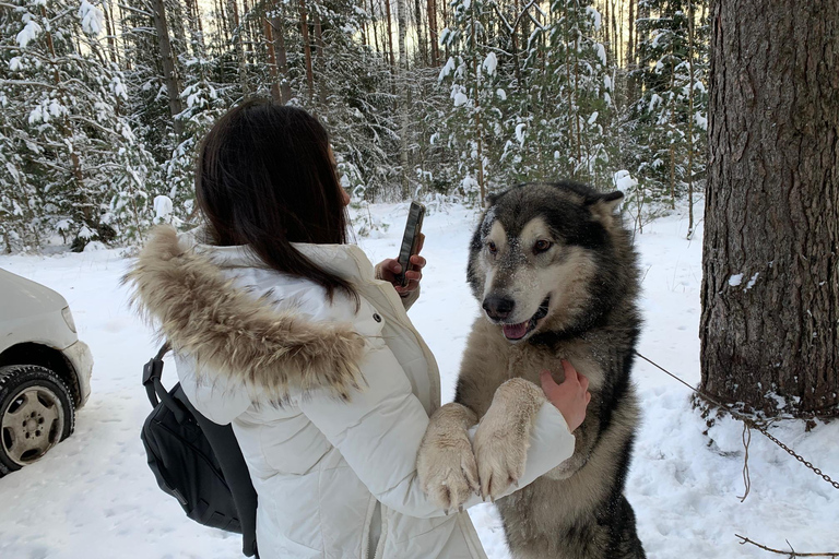 Från Riga: Husky Sledding eller hjulvagnsturFrån Riga: Husky-släde eller tur med hjulkärra