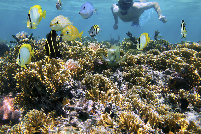 Hurghada: All-Inclusive Elite VIP Dolphin House & Massage Including Transfer from Hurghada