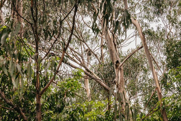 Z Melbourne: Całodniowa wycieczka Great Ocean RoadZ Melbourne: Wycieczka całodniowa trasą Great Ocean Road