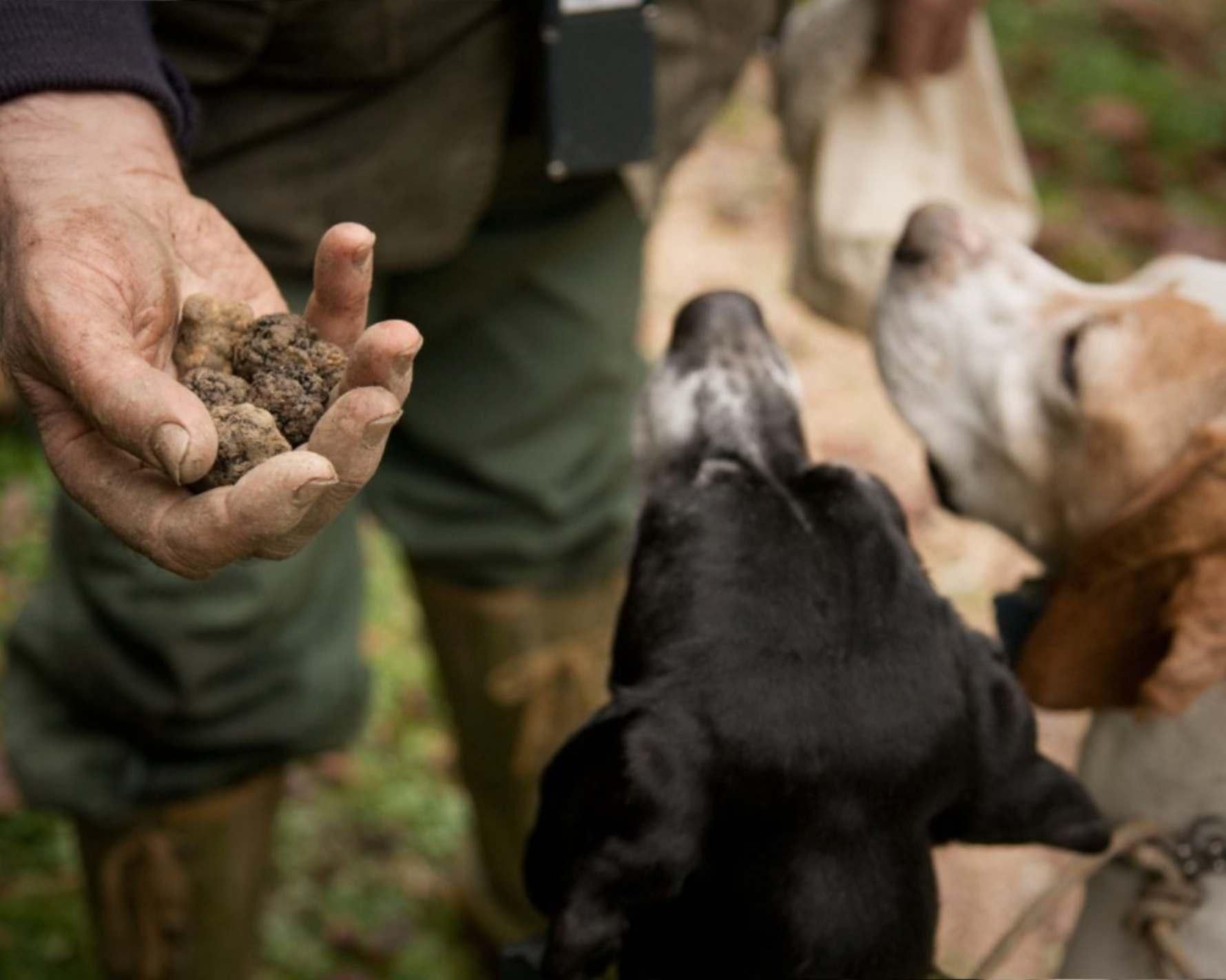 San Miniato: Trüffelsuche mit Hund und komplettes Mittagessen