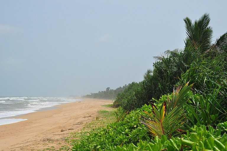 Bentota: Madu River Safari, Turtle Conservation & Beach Day