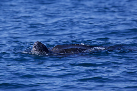 Lisbon: Dolphin Watching Boat Tour