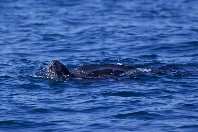 Lissabon: Bootstour zur DelfinbeobachtungLissabon: Bootstour mit Delfinbeobachtung