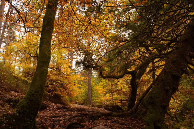 Edinburgh: Highland Perthshire Full-Day Tour with Guide