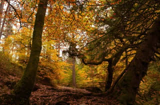 Kleingruppe | Highland Perthshire & Eremitage-Tour