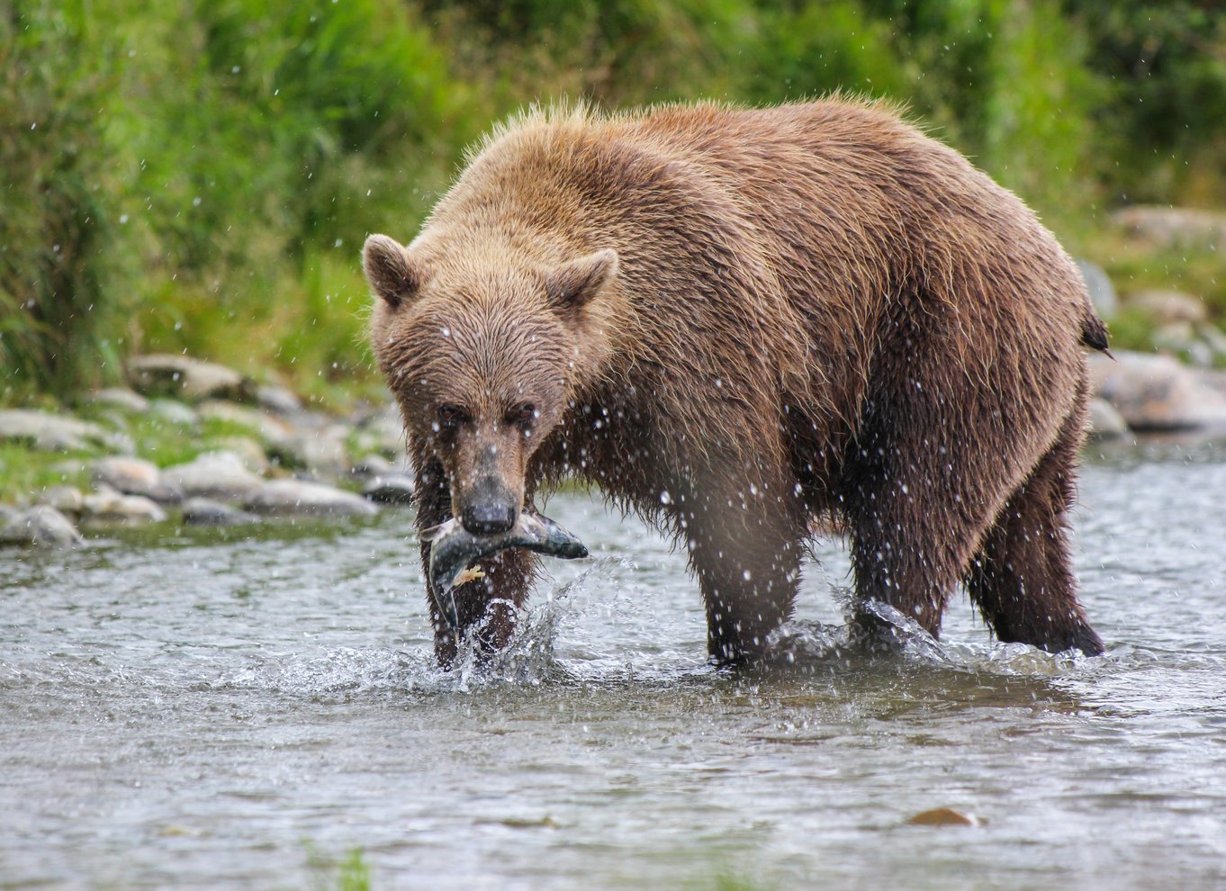 Brooks Falls: Katmai National Park Bear View fra vandfly