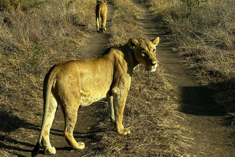 Nairobi National Park 5-Hour Game Drive Morning or Afternoon