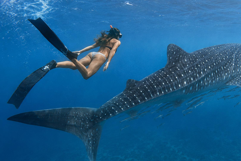 Labuan Bajo: 5-Day Komodo to Gili Trawangan Whale Shark Tour Standart Boat | Sharing Deck | No WHALE SHARK