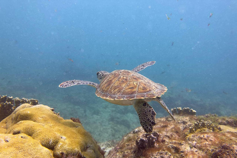Santa Maria: Guided Wreck and Reef Snorkeling Tour