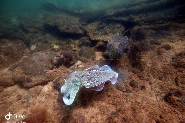 Salalah: Scuba Diving Discover Oman’s hidden underwater gems