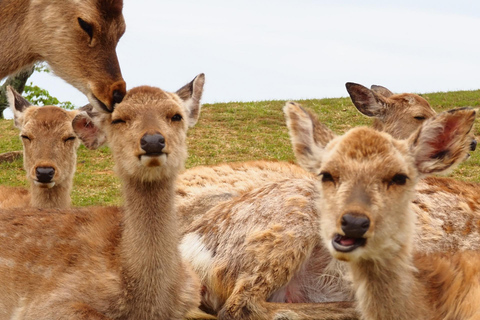 Nara: Hike Mt. Wakakusa and Encounter Wild Free-Roaming Deer