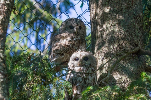 Rovaniemi: trip to the Ranua Zoo (transportation, tickets)