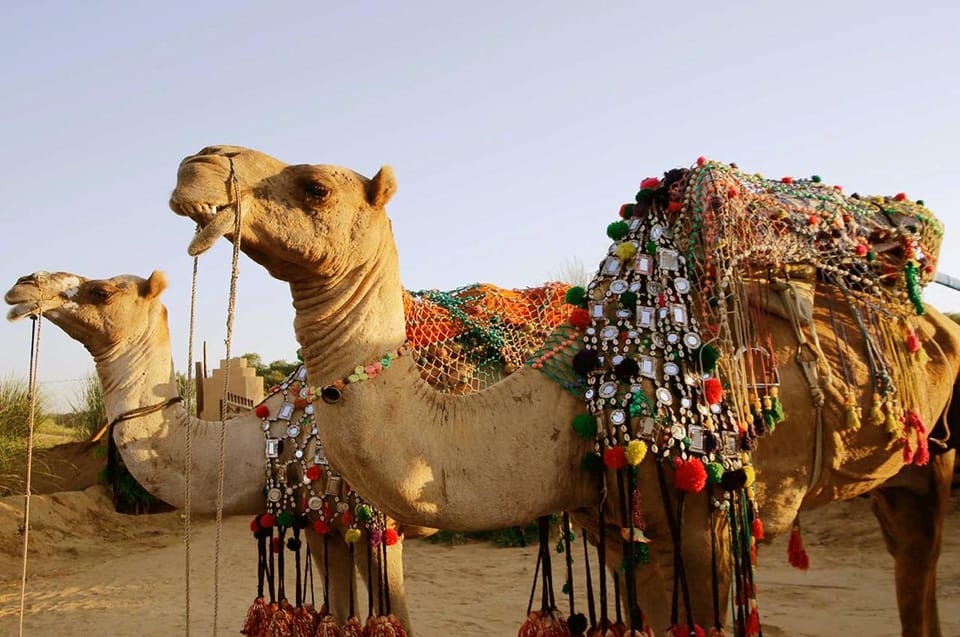 来自斋浦尔的私人Ajmer Pushkar Tour by Cab - Housity