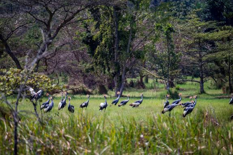 Kigali: Wildlife Rescue & Wetland Conservation Experience