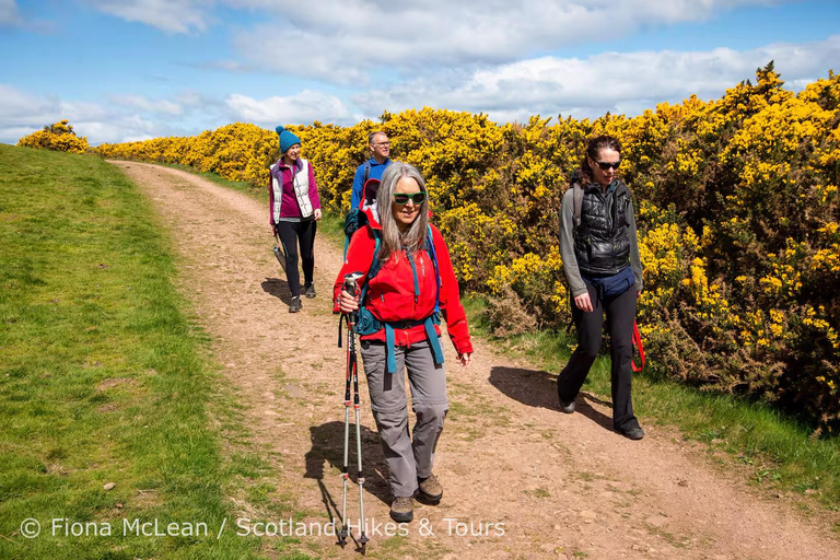 Hills, heather & Highland cows: Hiking in the Pentlands Hills, heather & Highland cows - Hiking in the Pentlands