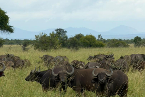 From Zanzibar: Mikumi National Park Fly-In Safari with Lunch
