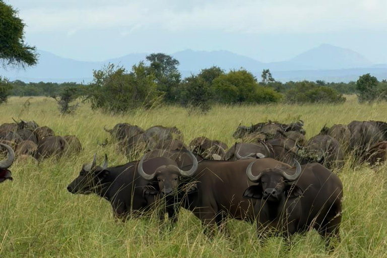 From Zanzibar: Mikumi National Park Fly-In Safari with Lunch
