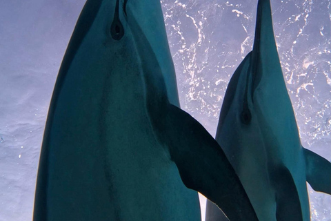 Marsa Alam: Samadai Dolphin House Snorkeling or Diving Marsa Alam: Samadai Dolphin House Snorkeling