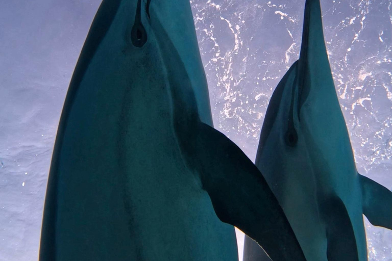 Marsa Alam: Samadai Dolphin House Snorkeling or Diving Marsa Alam: Samadai Dolphin House Snorkeling