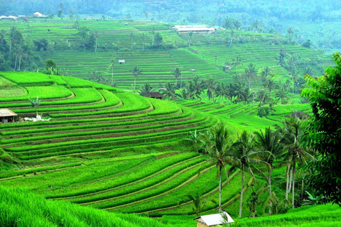 Bali: Tour privato dell&#039;Isola del Nord con cascata BanyumalaTour senza tasse d&#039;ingresso