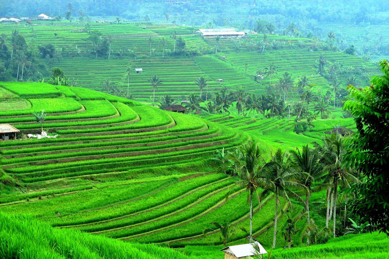 North of Bali: Private Tour with UNESCO World Heritage site Private Tour : Ticket Included