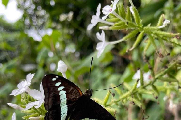 From Chiang Mai: Doi Saket Hiking Tour with Lunch