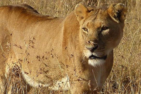 Nairobi: Ol Pejeta Conservancy Day Trip with Game Drives