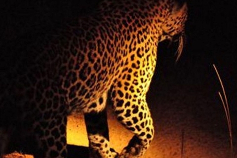 Cataratas Victoria : Safari nocturno en 4x4 por las Cataratas VicSafari Privado Nocturno 4x4