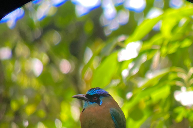 Monteverde: Vogelbeobachtungstour