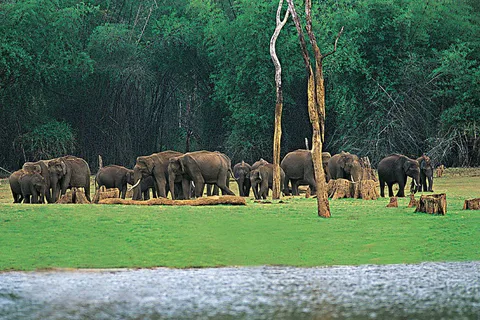 Tour serale del santuario della fauna selvatica di Periyar (02 notti / 03 giorni)