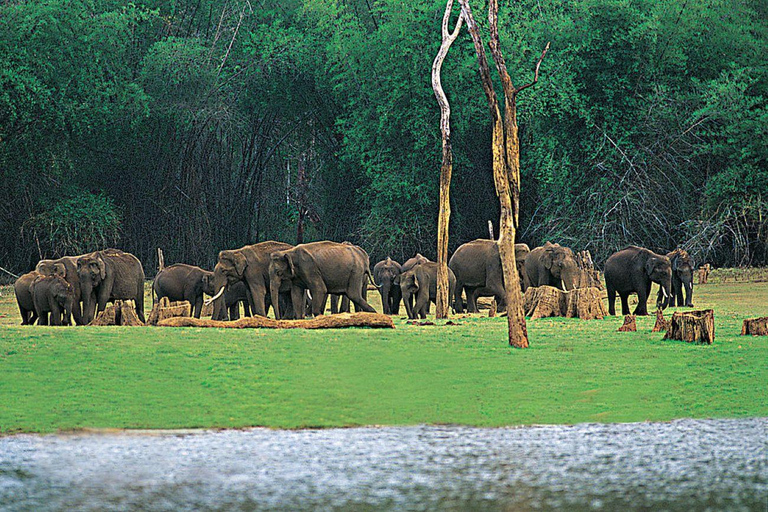 Pernoita, excursão à vida selvagem de Periyar com banho de elefante