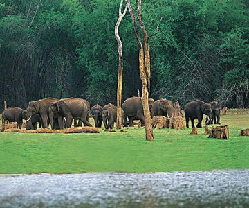 Periyar Wildlife Sanctuary Tour (02 Nights / 03 Days)