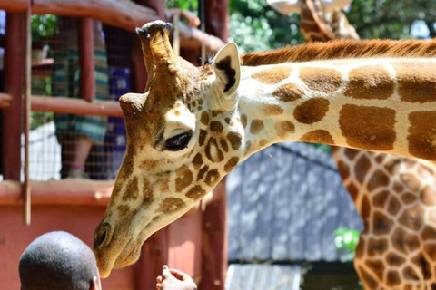 Visite du centre des girafes depuis Nairobi