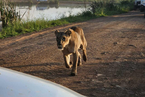 Nairobi: National Park Half-Day Safari with Hotel Pick-Up