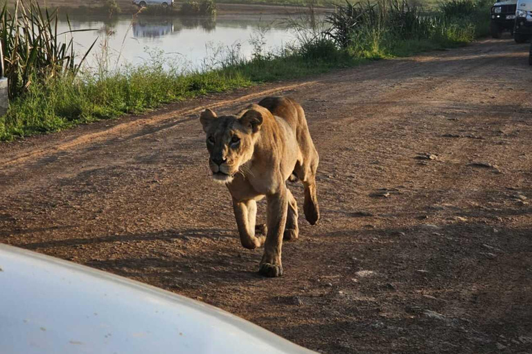 Nairobi: National Park Half-Day Safari with Hotel Pick-Up