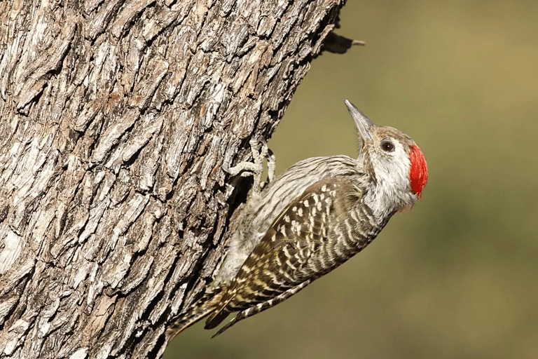 Vogelbeobachtung in Äthiopien: 14 Tage