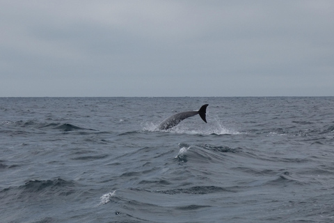 Sesimbra: Tour in barca per l&#039;osservazione dei delfini di Arrábida con biologoSesimbra: Tour in barca con biologo per l&#039;osservazione dei delfini di Arrábida