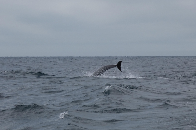 Dolphin Watching in Arrábida Natural Park