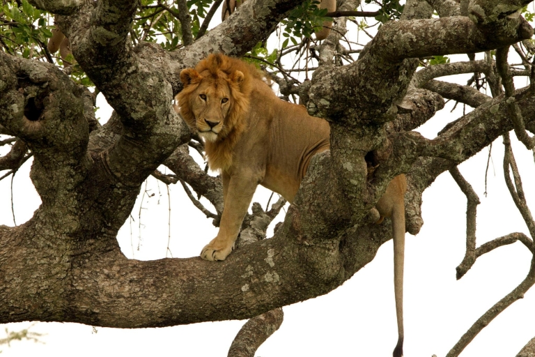 Das beste Safari-Erlebnis in Kenia und TansaniaDas beste Safarierlebnis in Kenia und Tansania