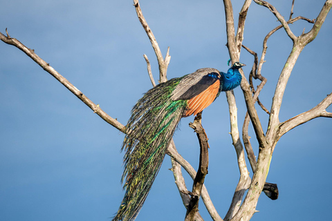 From Galle: Udawalawe National Park Elephant Safari