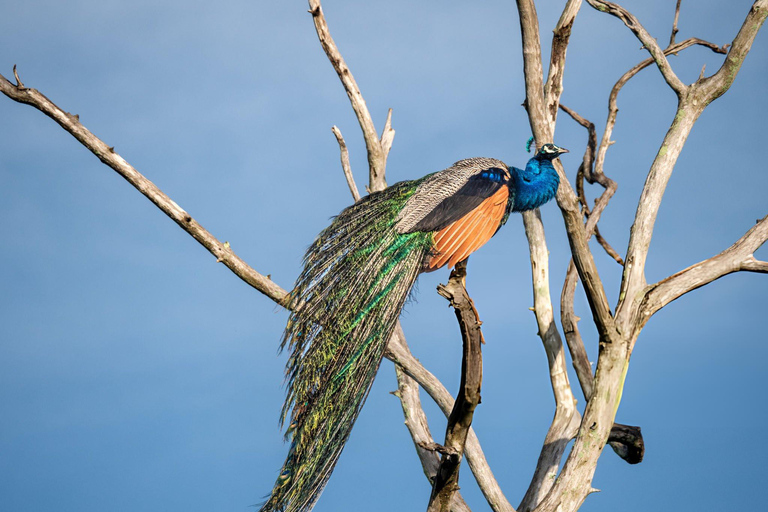 From Galle: Udawalawe National Park Elephant Safari